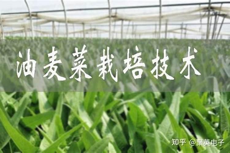 油麦菜用什么肥料长得好
