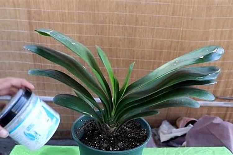 秋末君子兰如何施肥花芽分化快