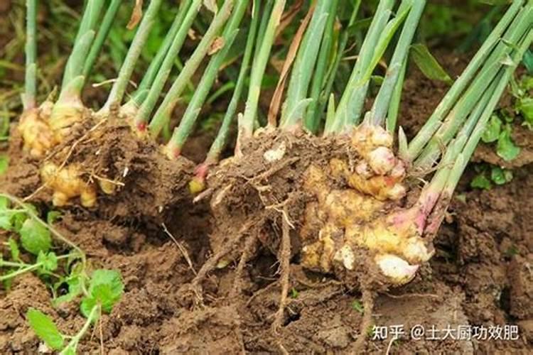 一棵葡萄树全年需要多少钙肥？