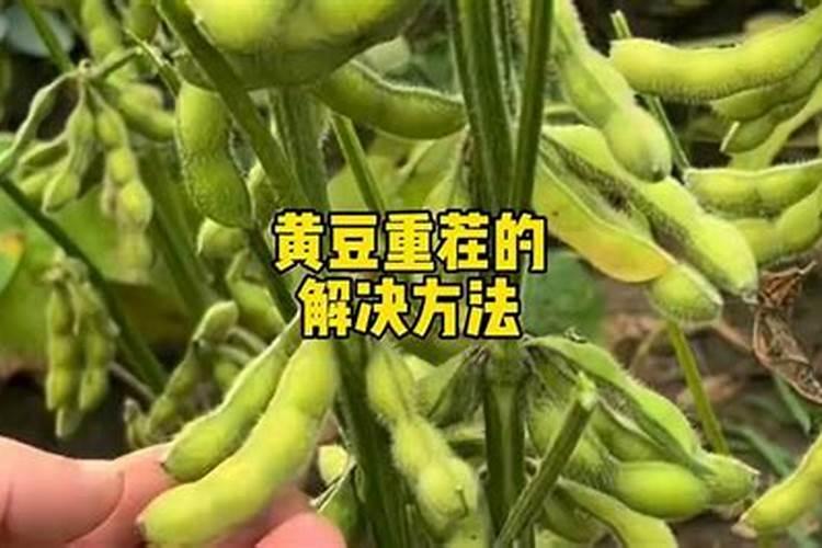 叶面肥哪个产品最好