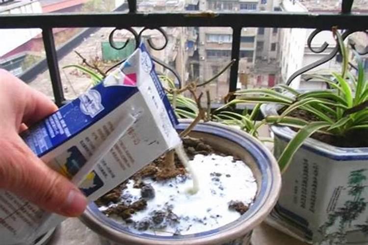 钙镁硼锌铁能与一喷绿一起喷施果树叶面吗？
