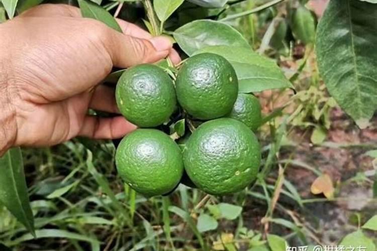 柑橘膨果用什么肥料