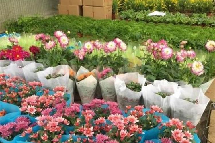 花肥排行榜前十名肥品牌