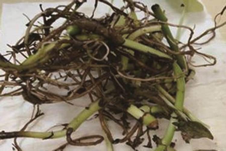 绿萝叶子发黄根茎腐烂 怎么解决绿萝叶子发黄根茎腐烂的问题