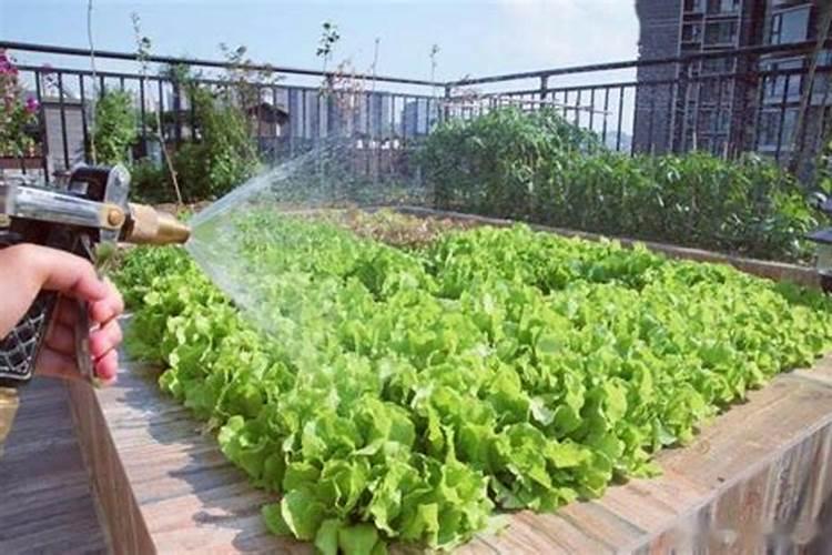 柑橘夏季施什么肥？