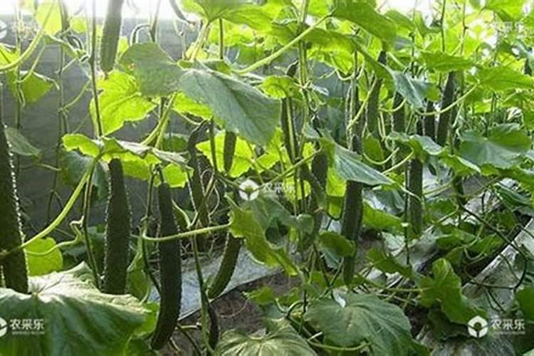 黄瓜什么时候用高钾肥料 怎么施肥提高产量