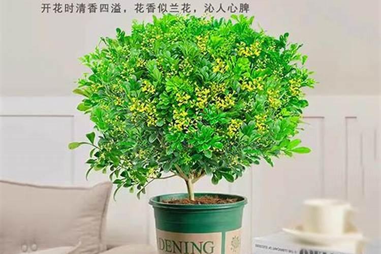 给米兰花和茉莉花喷磷酸二氢钾是晚上还是早上好？