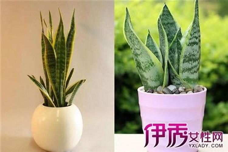 虎皮兰进入半休眠期该怎么进行养护