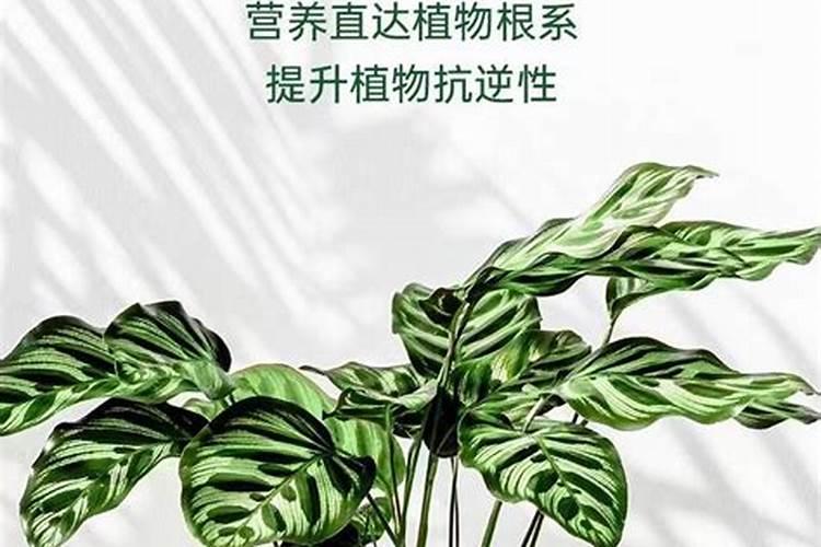 兰花施什么肥好