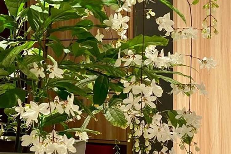 夏黑葡萄用什么膨大剂附膨大期施肥诀窍