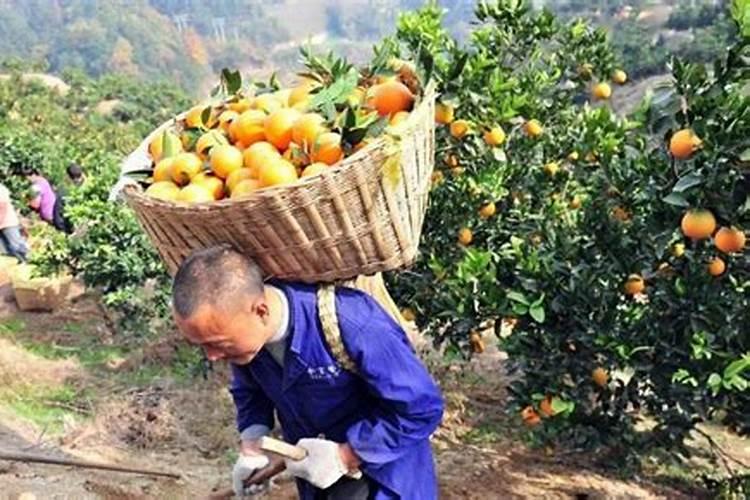 乙烯利、芸苔素和磷酸二氢钾可以同时施肥吗？