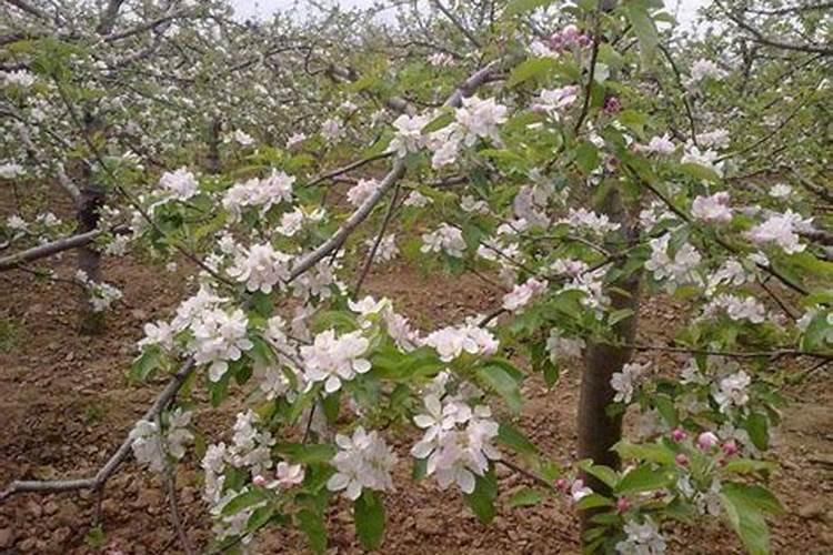 苹果树补钙的叶面肥有哪些苹果树叶面肥一年喷几次都喷什么肥