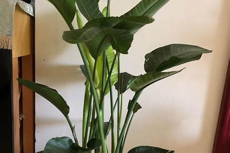 茉莉花施肥方法,用什么肥好