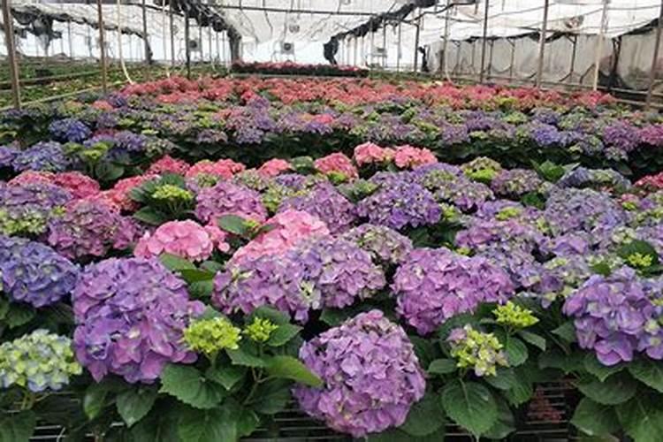 叶面肥有哪些牌子 排行榜都有哪些上榜