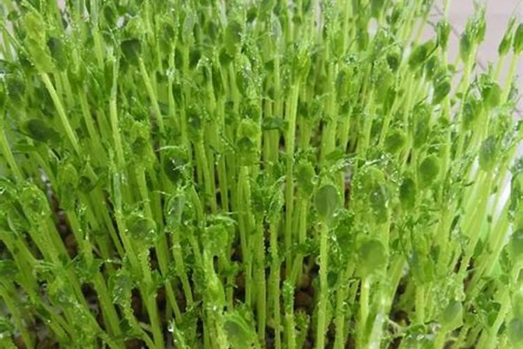 豌豆尖在采摘之后需要打药吗？打什么药比较好？