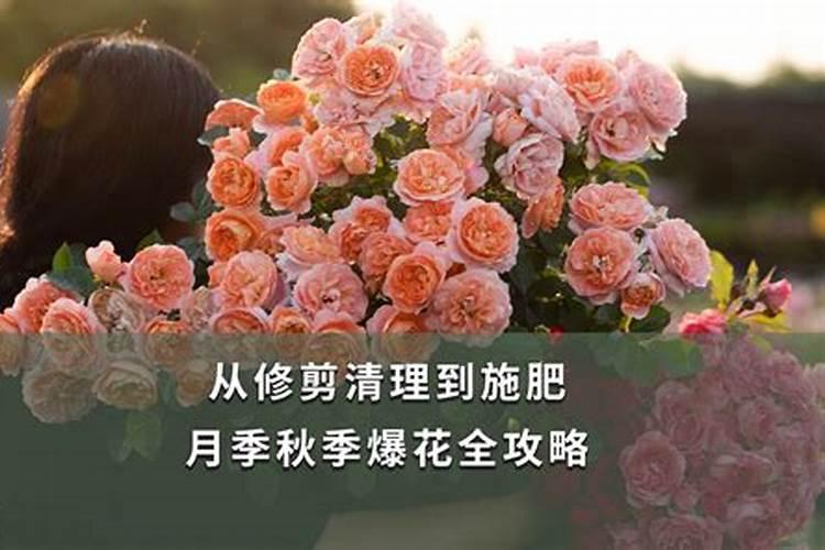 月季莫名其妙的枯萎,竟然是底肥出了问题!