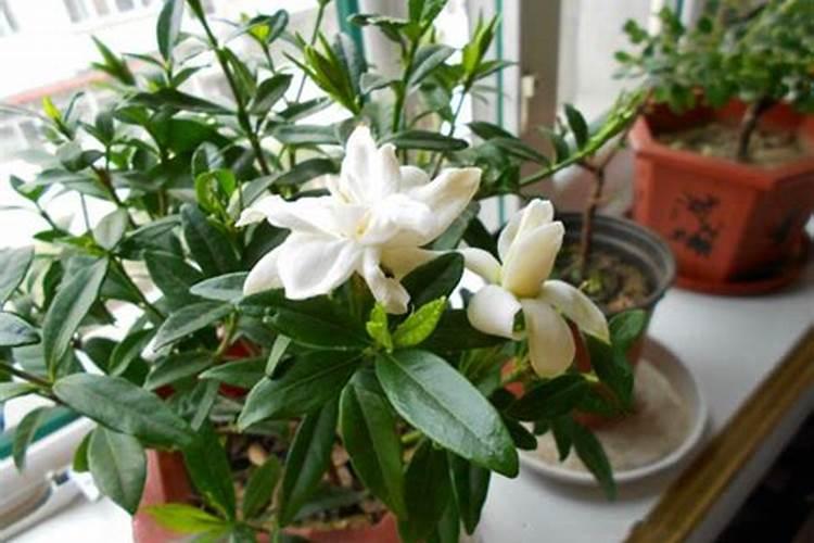 植物能直接吸收氮气吗？