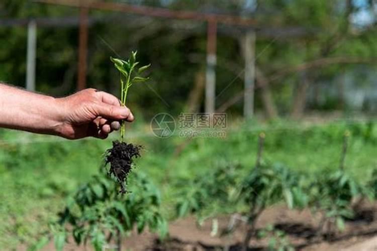 植物不能直接利用大气中大量存在的氮气吗？