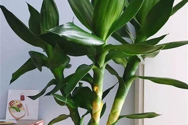 水培富贵竹能放几粒复合肥吗