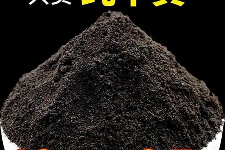 八角木怎么养 怎么种植八角树？