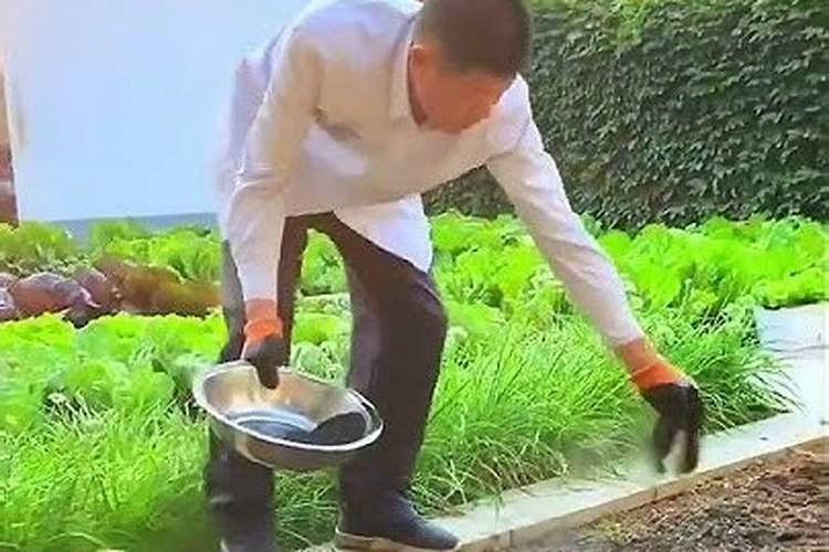 九月兰花应该怎样管理好 九月份兰花应该怎样管理好