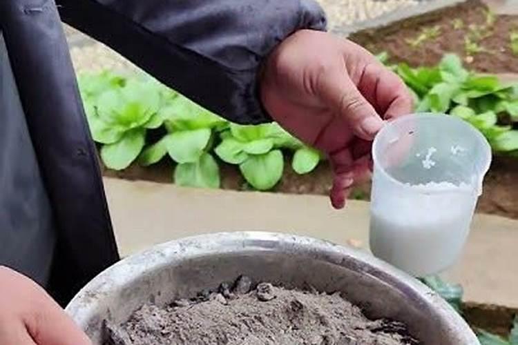 草木灰种菜的正确使用方法