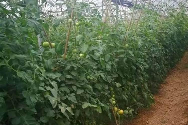 番茄种植方法和管理技术