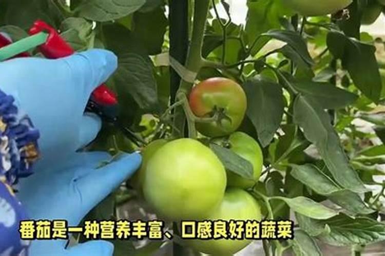 硼肥在什么时候喷施好