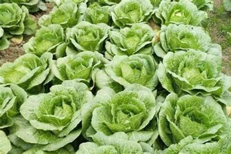 种大白菜施什么肥最好