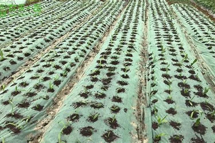 便宜肥料和贵肥料,效果真的差很多吗？为什么呢？