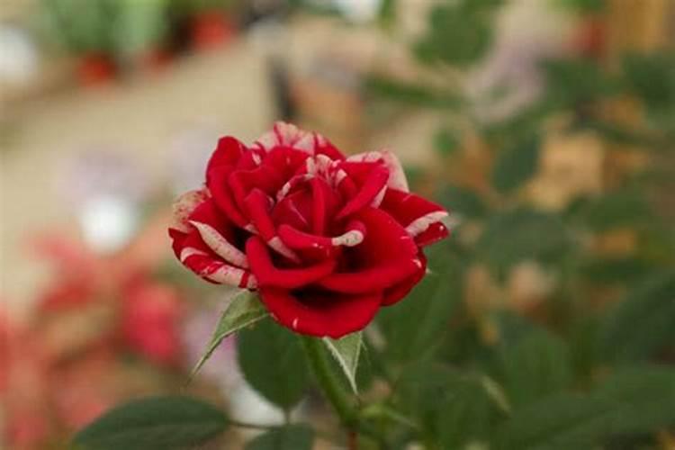 月季花多久施肥一次何时施肥如何施肥