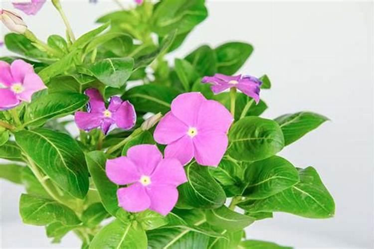 长春花要怎么养护开花多