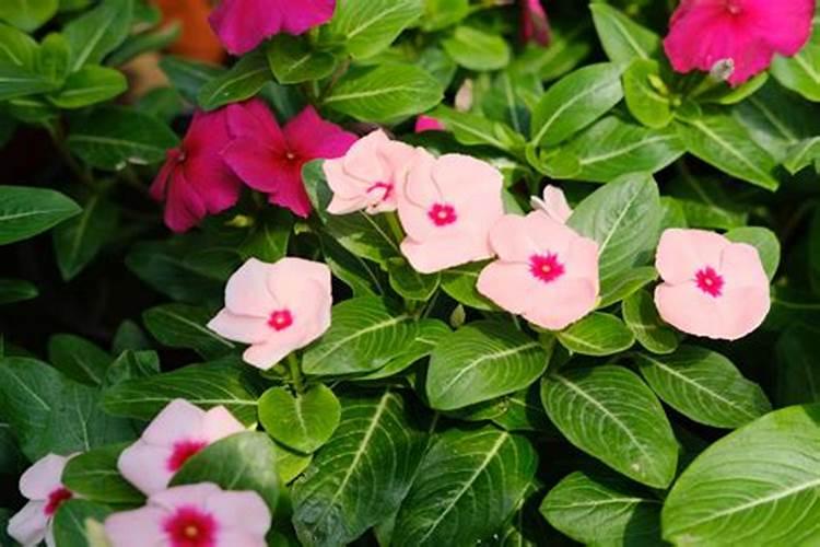 长春花施肥方法