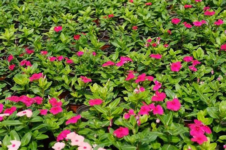 长春花浇什么肥料合适