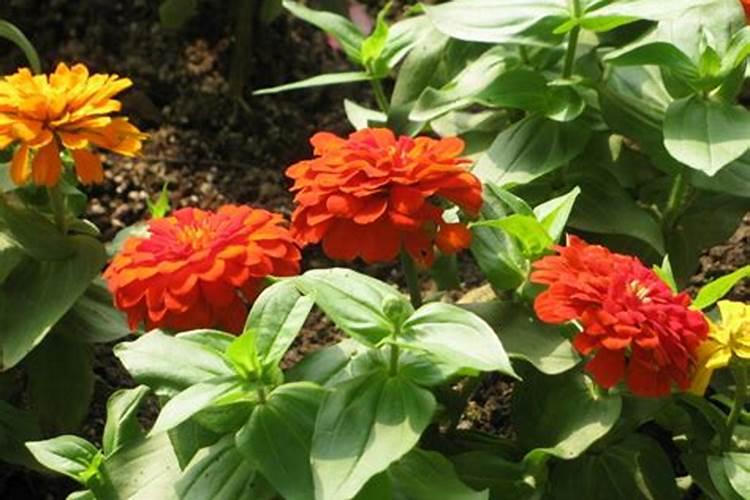 百日草生长期养护要点,百日草一年四季的养护方法