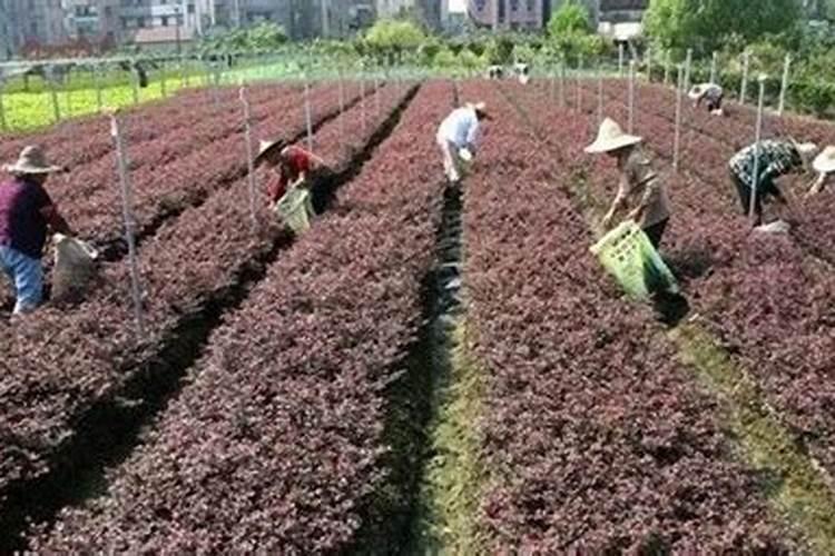 苗木施秋肥有多重要？秋季该怎么施肥？
