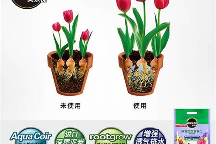 室内花卉用什么肥料