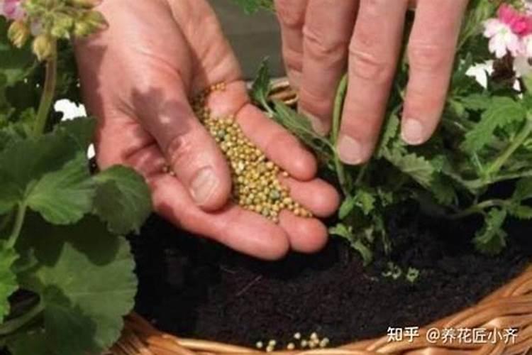多肉施肥用什么肥料 多肉施肥方法
