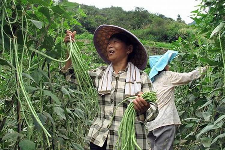 豇豆打农药多吗,需要施什么肥
