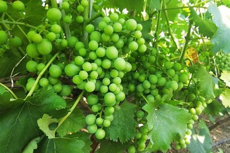 西红柿定值一个月可以冲施矿源黄腐酸和纯磷吗？