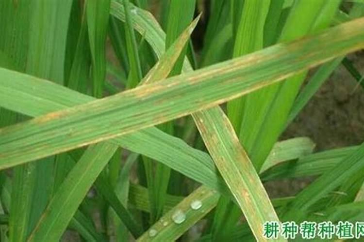 多肉怎么施肥 多肉的施肥方法