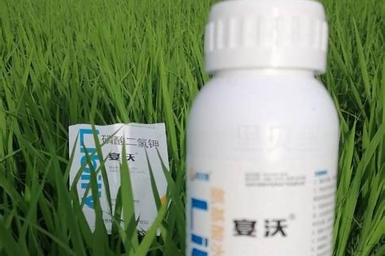种植水稻时,插秧后几天下肥呢？用什么肥比较好？