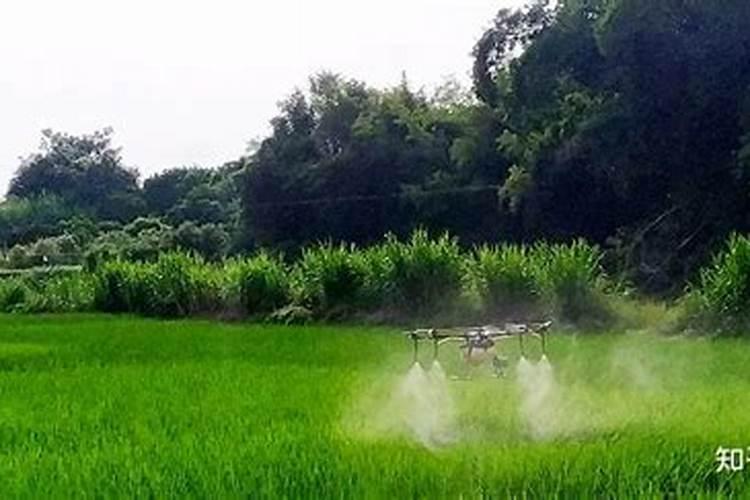 什么样的水稻叶面肥能让水稻高产早熟？