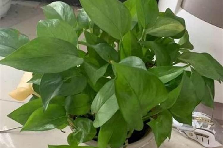 绿萝多久施一次肥