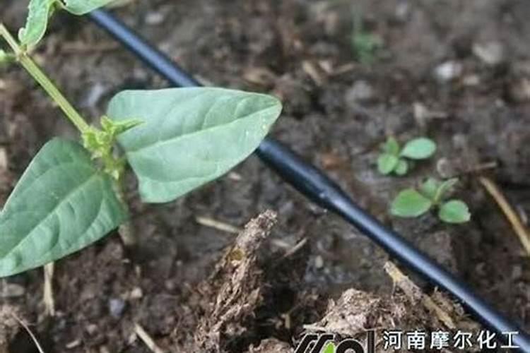 昙花最好的肥料是什么怎么施？