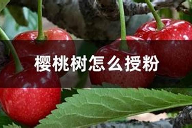 乌塌菜怎么种植？方法很简单,一看你就会!