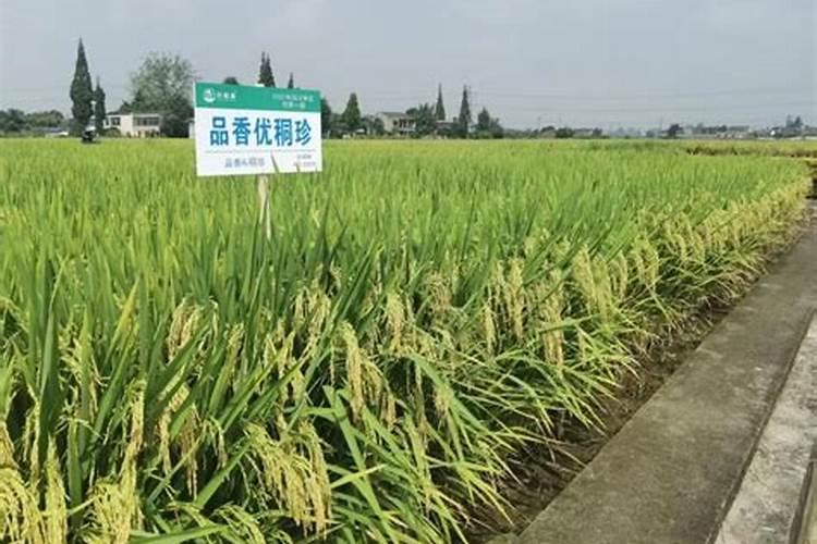 怎样根据杂交水稻需肥特点进行施肥