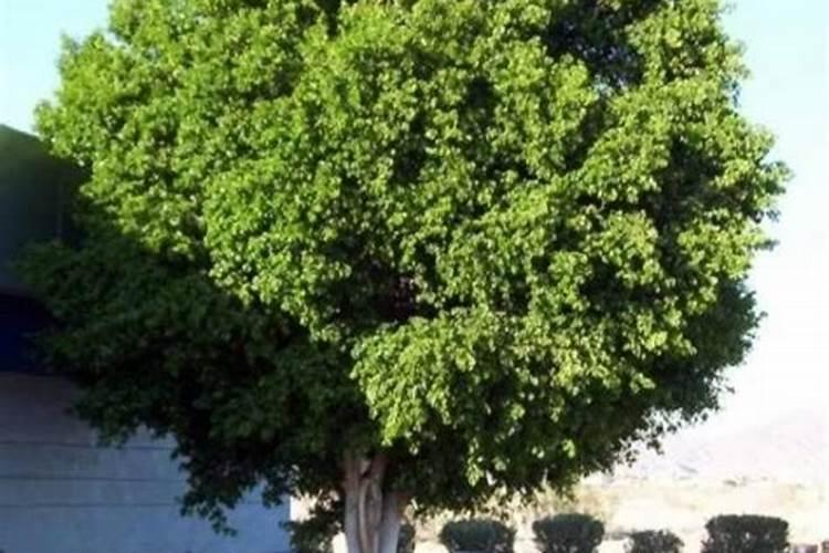 夏天应该怎么给植物浇水施肥 夏天应该如何给植物浇水施肥