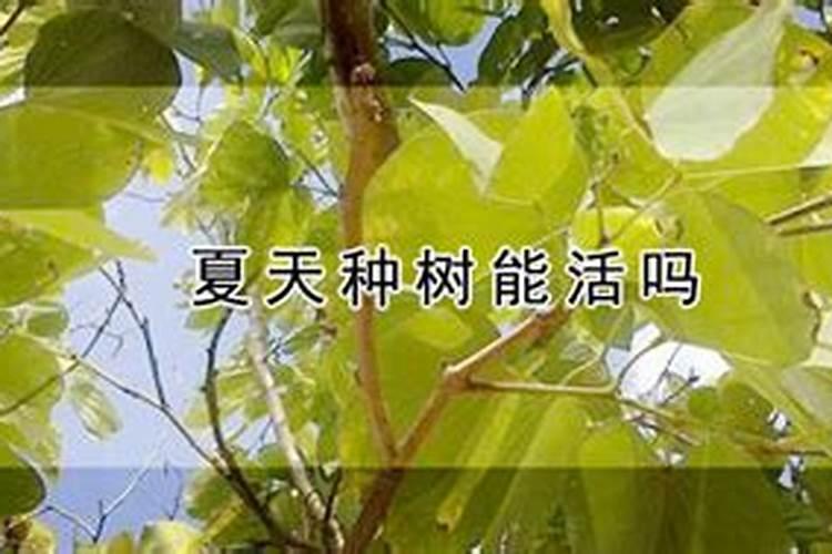 夏天种树可不可以上有机肥