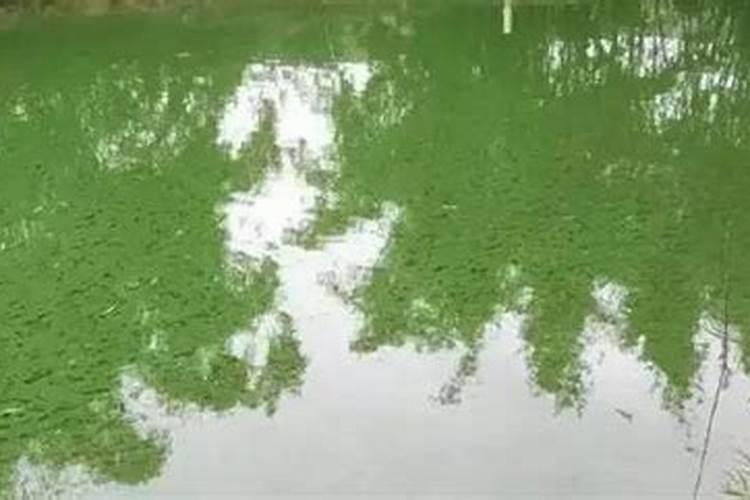 盐碱地种小麦多少天才能出苗,出苗后怎么管理